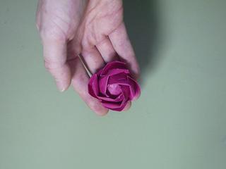Rose Blossom