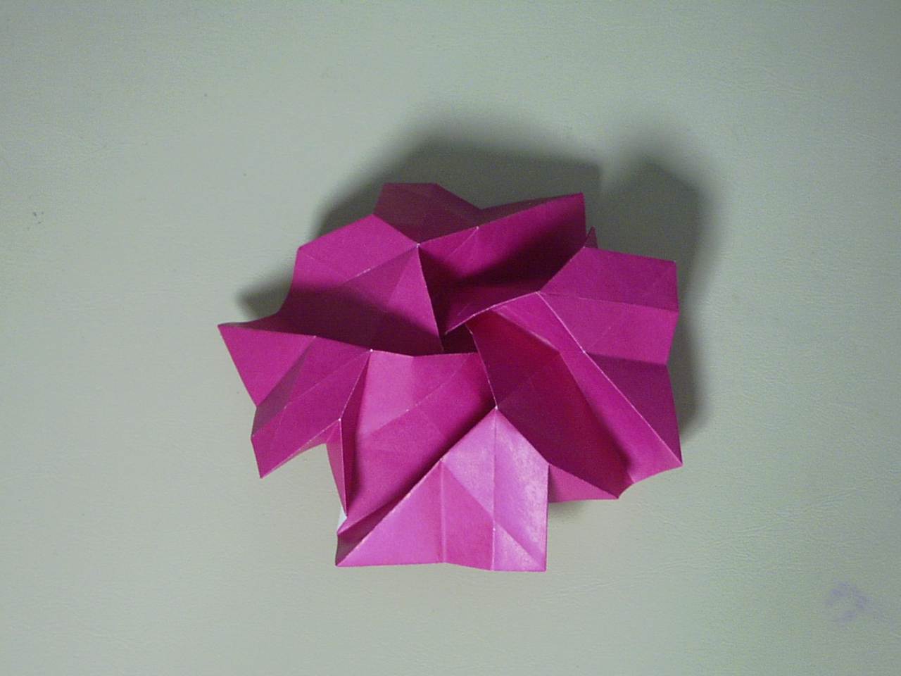 rose31