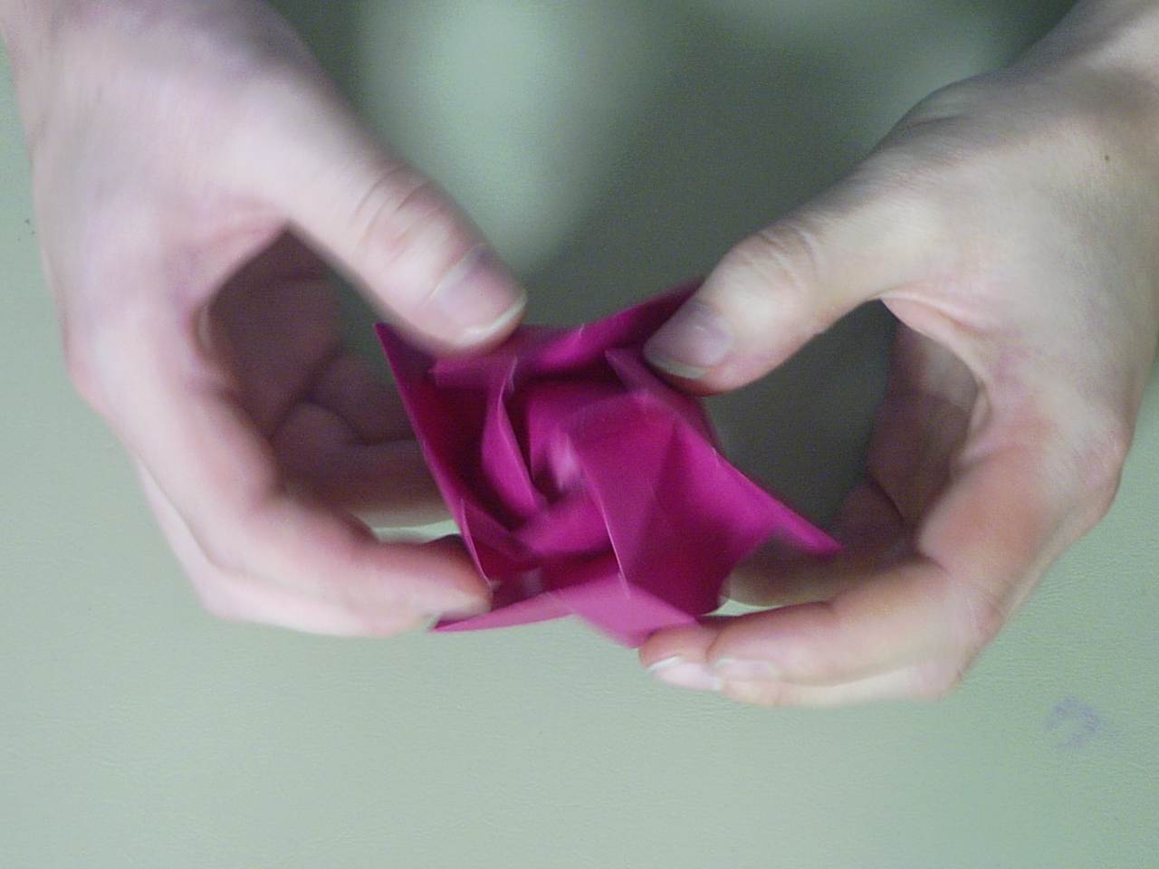 rose32