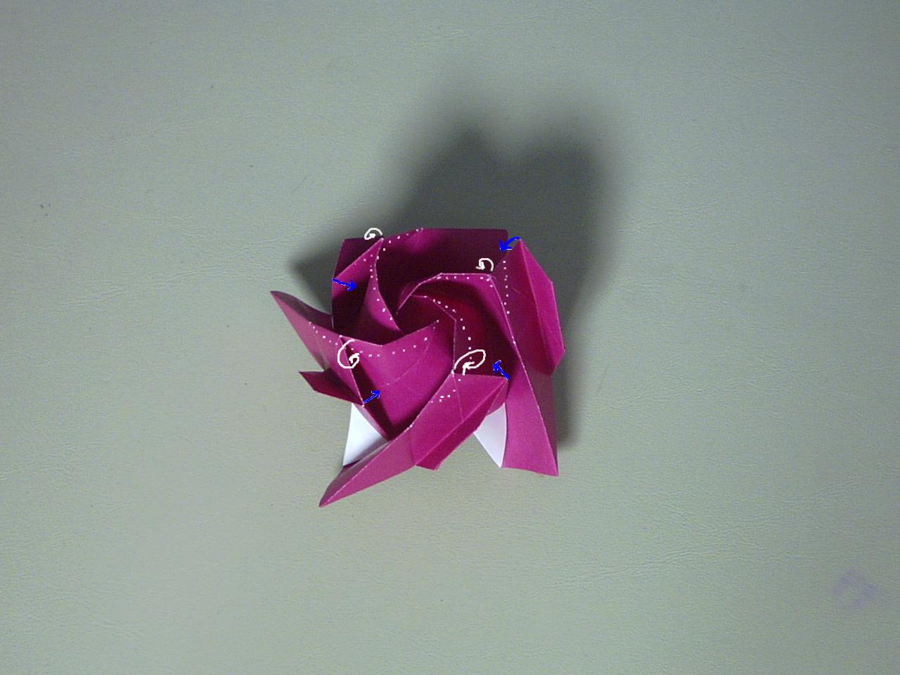 rose43