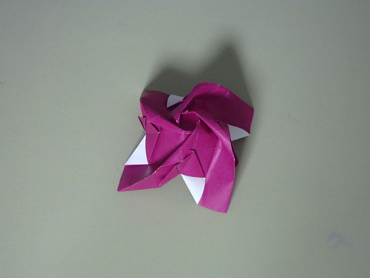 rose45