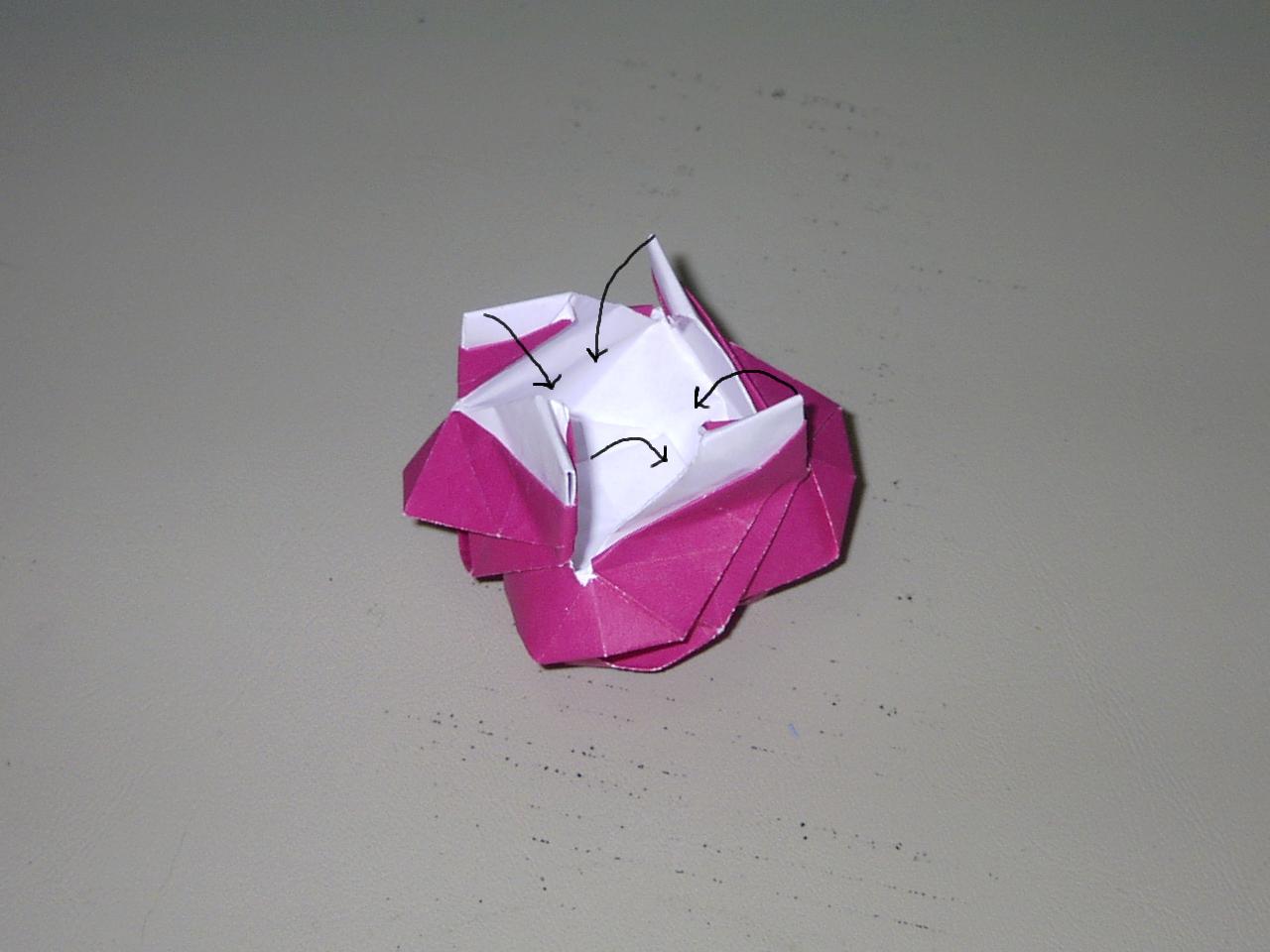 rose52